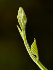 Top Green Branch of Devil's Trumpet with dark shadow background, hallucinogen plant known as Jimsonweed, latin name Datura Stramonium.