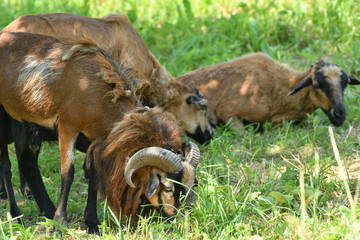 close-up of  goat buck head while grazing on grass