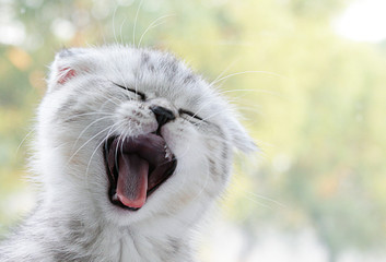 Cute scottish fold kitten yawning