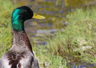 Mallard duck, Anas platyrhynchos, birds of Greenland