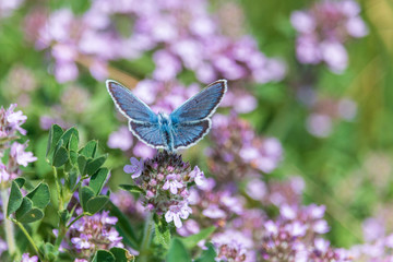 Blue butterfly on purple thyme flowers. Beautiful fluffy moth collects nectar on blooming summer meadow.