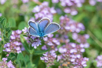 Blue butterfly on purple thyme flowers. Beautiful fluffy butterfly with long antennae collects nectar on blooming summer meadow.