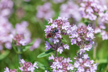 Thyme purple flowers close-up. Blooming thymus wildflower on the summer meadow. Aromatic herb with nice warm scent.