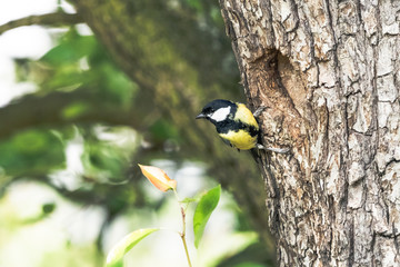 Naklejka premium Great tit perching on tree bark next to the nest hole. Little passerine bird with yellow breast (Parus major) sitting near to the hollow on tree trunk in summer forest.