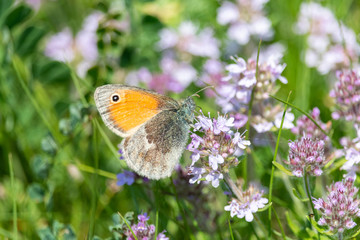 Beautiful orange butterfly on purple flowers close-up. Fluffy moth collects nectar on violet wildflower on summer meadow.