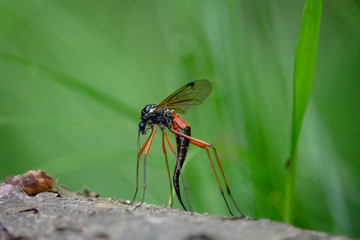 Giant Sabre Comb Horn Cranefly with long black ovipositor. Female Tanyptera atrata with long orange legs and glossy abdomen sitting on the dead tree with green background .