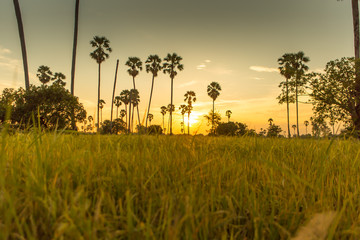 Rice fields with palm sugar palm trees and sun light at Pathum Thani, Thailand