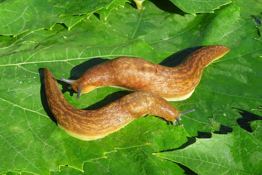 Two orange slugs on green leaves in the garden, closeup