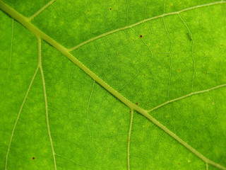 Fototapeta na wymiar Green leaf texture closeup background. Nature of green leaves.Leaf of design