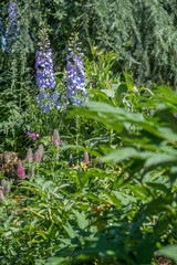 Delphinium-Hybride 'Wishful Thinking' in einem Staudenbeet