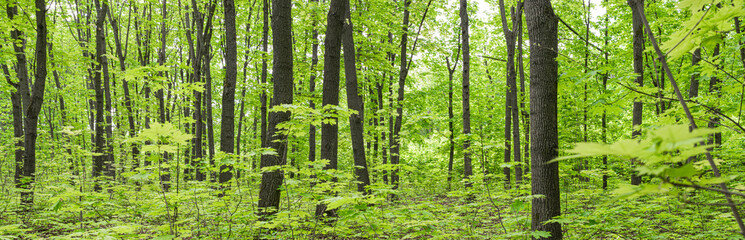 Summer deciduous fresh green forest. Panorama.