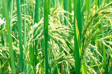 Rice field