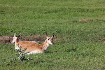 Antelope on the Prairie