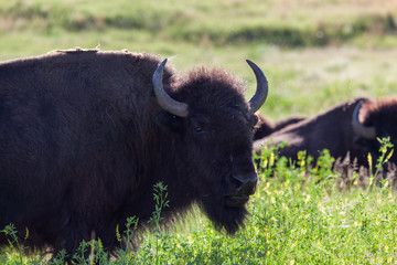 Bison on the Prairie