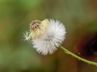 Close up White Pollens Flower of White Leadtree, Wild Tamarind, Jumbay, White Popinac (Leucaena leucocephala), blooming on branch with nature blurred background.	