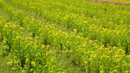 菜の花畑