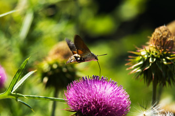 Close up view of a hawk moth - macroglossum stellatarum - sucking purple milk thistle flower.