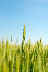 Ear of wheat still growing