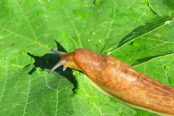 Orange slug on green leaves background, closeup
