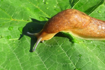 Orange slug on green leaves background, closeup 