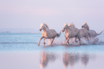 White Camargue horses of a sea run gallop in the water in soft sunset light with splash and reflection, travel background, National park Camargue, Bouches-du-rhone, Provence-Alpes-Cote d'Azur, France