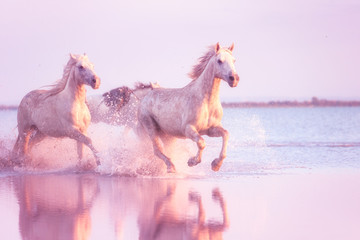 White Camargue horses of a sea run gallop in the water in soft sunset light with splash and...