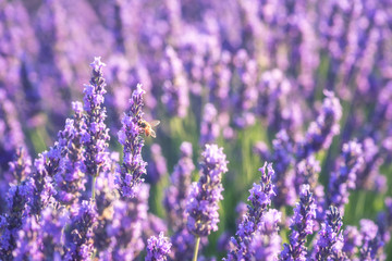 Naklejka premium Kwitnąca lawenda fioletowe kwiaty z pszczołą na polu, naturalne sezonowe tło kwiatowe i rolnicze, Prowansja, Francja