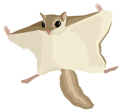 Wild animals Vector illustration of the flying squirrel Isolated object Geometric style 