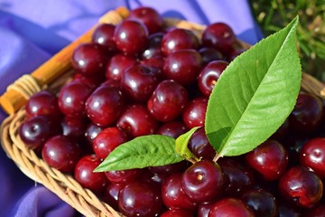 Fresh,sweet cherry berries in a wicker basket.