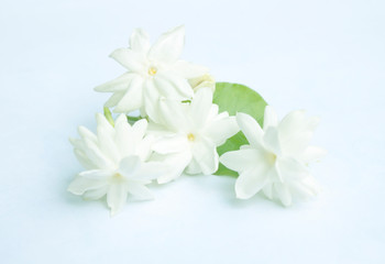 Obraz premium Jasmine
