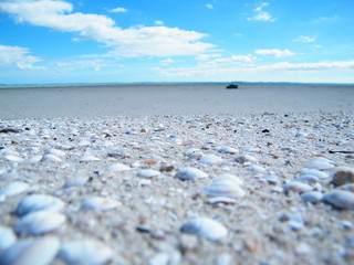 Muschelstrand in Australien, Macro, Schärfeverlauf, Westaustralien