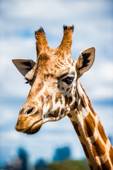 A Giraffe's Head
