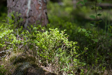 Blueberry bush grows in the European forest.
