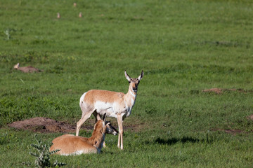 Antelope on the Prairie