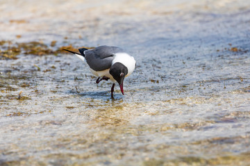 Möwe im Wasser an der Küste der Insel Bonaire