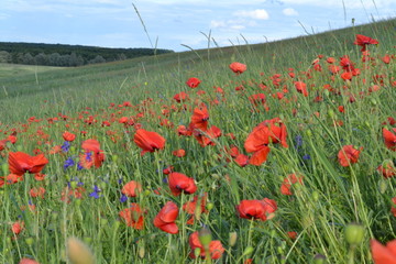 field of poppies