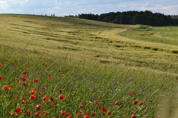 poppy field of red poppies