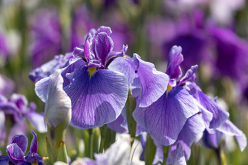 菖蒲　堀切菖蒲園　東京都葛飾区