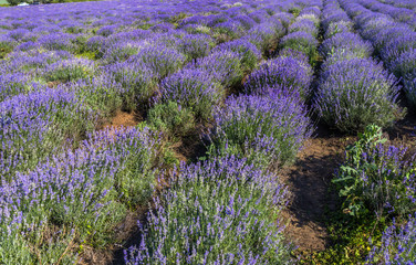 Fototapeta na wymiar Lavender flowers in the sun in soft focus, pastel colors and blur background. Purple field of lavender. Provence with space for text. French lavender in the field, unsharp light effect. Short focus