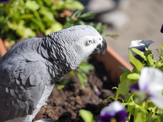 Gray parrot Psittacus erithacus, Congo gray parrot or African gray parrot.