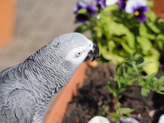 Gray parrot Psittacus erithacus, Congo gray parrot or African gray parrot.
