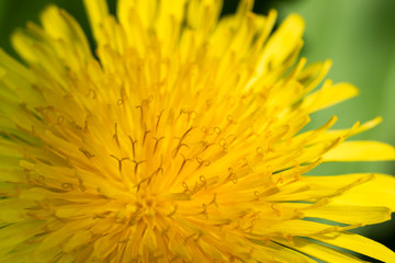 Close-up head of yellow dandelion as baskground or wallpapers.