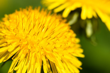 Close-up head of yellow summer dandelion with stamen.