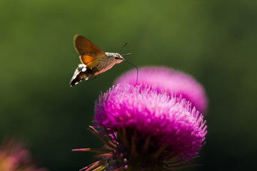 Close up view of a hawk moth - macroglossum stellatarum - sucking purple milk thistle flower.