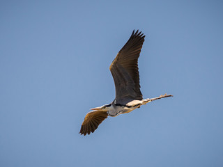 Grey Heron (Ardea cinerea) photographed in flight.