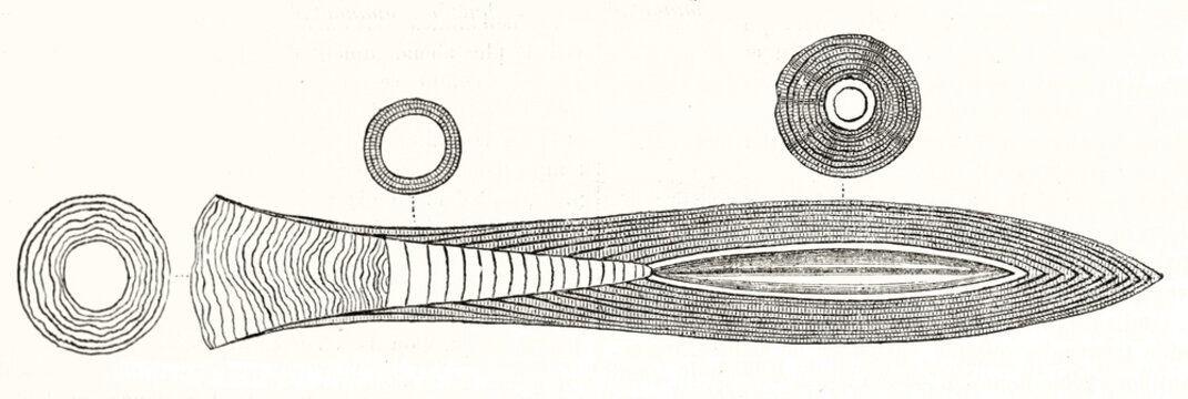Ancient outline style illustration of Belemnitida fossil and its cross sections. horizontal oriented graphic composition by unidentified author publ. on Magasin Pittoresque Paris 1848