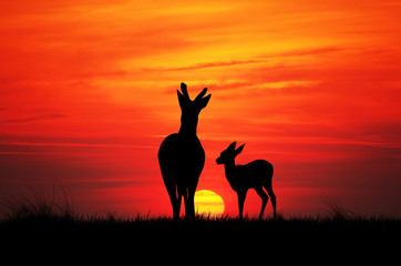 illustration of deer silhouette at sunset