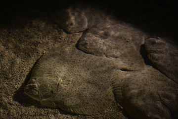 Flounder under water merges with sand. A few more fish lie tightly together.