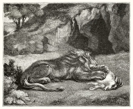 Old grayscale etching style illustration rich of hatching texture of a Lion devouring a goat. Wildlife context in the nature. After Delocroix publ. on Magasin Pittoresque Paris 1848