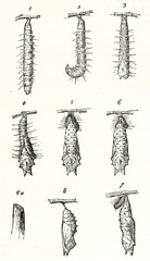 Old illustration showing the various steps of caterpillar metamorphosis. Each element is isolated on white background. By unidentified author publ. on Magasin Pittoresque Paris 1848 - 274937341